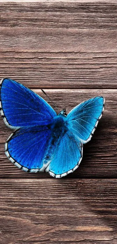 Vibrant blue butterfly on rustic wood background wallpaper.