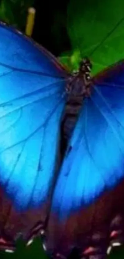 Vibrant blue butterfly on green leaves.