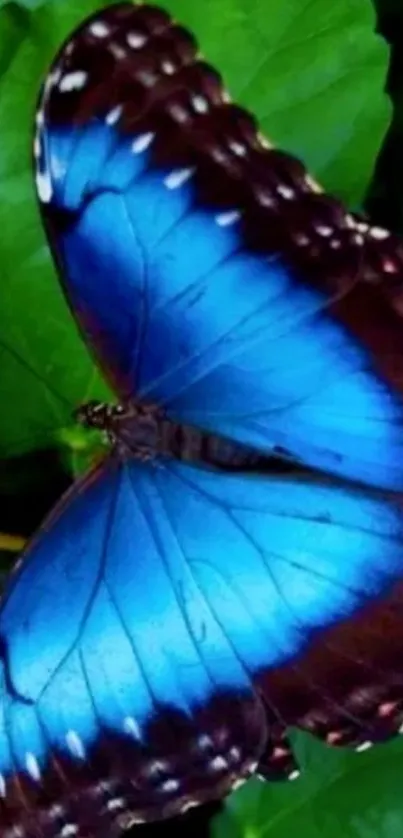 Vibrant blue butterfly resting on a green leaf.