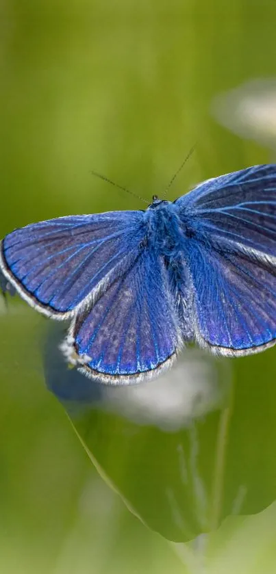 A vibrant blue butterfly on green background mobile wallpaper.