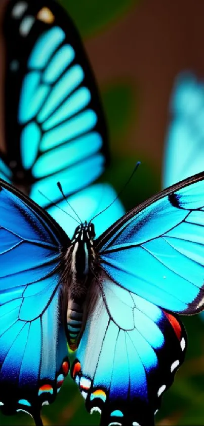 Close-up of a vibrant blue butterfly on a green leaf with stunning details.