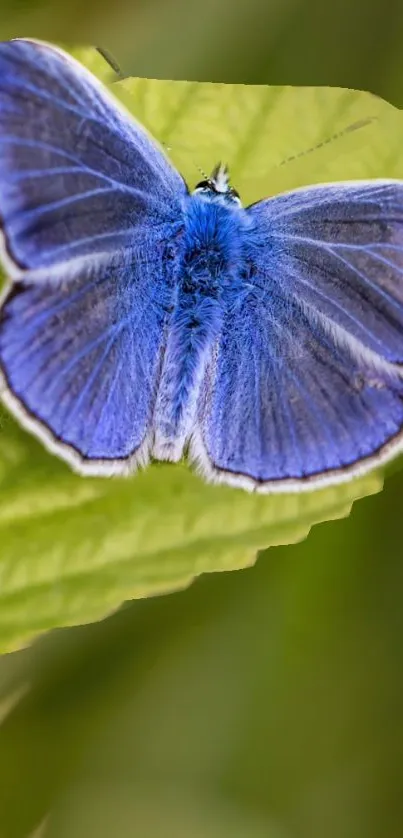 Vibrant blue butterfly resting on a green leaf.