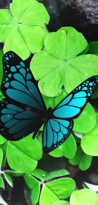 Blue butterfly resting on lush green leaves.