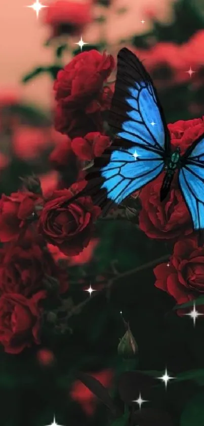 Stunning blue butterfly resting on vibrant red roses in a garden setting.