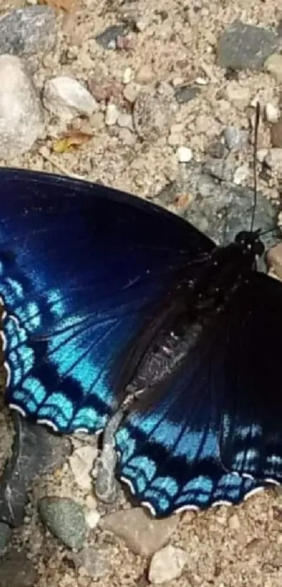 Vibrant blue butterfly on earthy background.