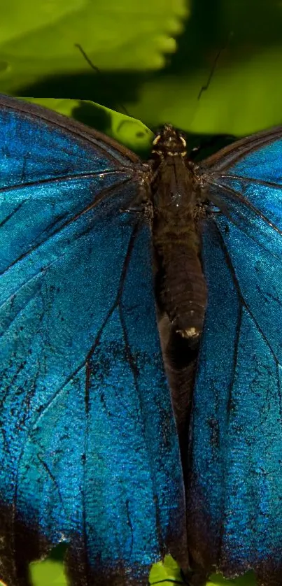 Vibrant blue butterfly resting on lush green leaves.
