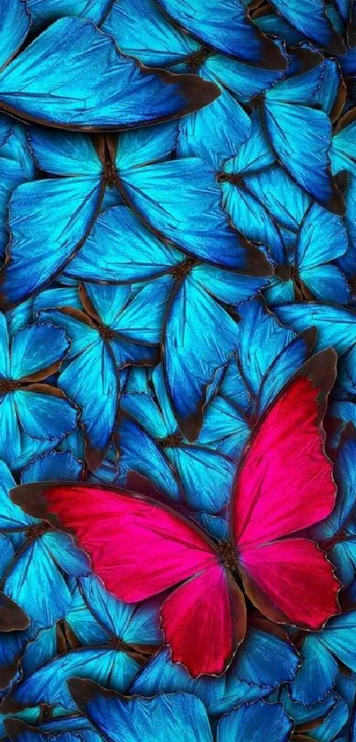 Vibrant blue and pink butterfly wallpaper for mobile screens.