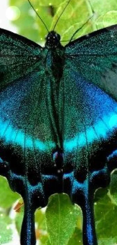 Vibrant blue butterfly on green leaves.