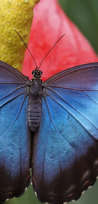 Vibrant blue butterfly resting on plant.