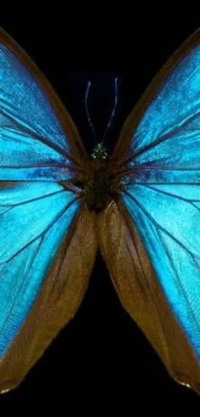 Vibrant blue butterfly wings on black background wallpaper.