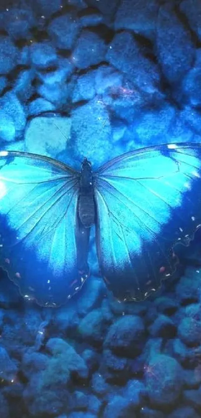 Blue butterfly resting on dark textured stones.