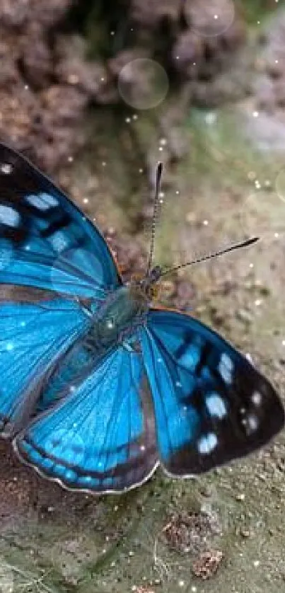 Vibrant blue butterfly rests on a rustic surface.