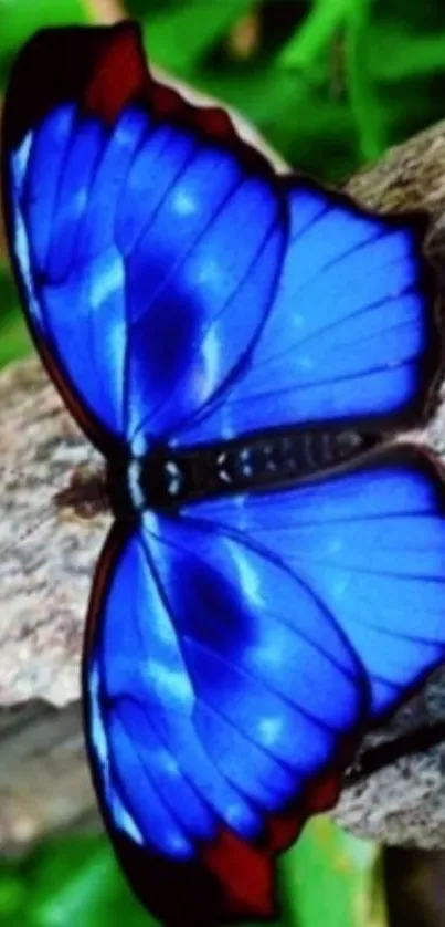 Close-up of a vibrant blue butterfly on a natural background, perfect for phone wallpaper.