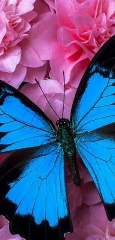 Blue butterfly on pink flower background.