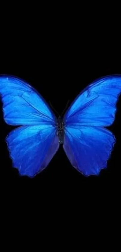 Elegant blue butterfly on black background wallpaper.