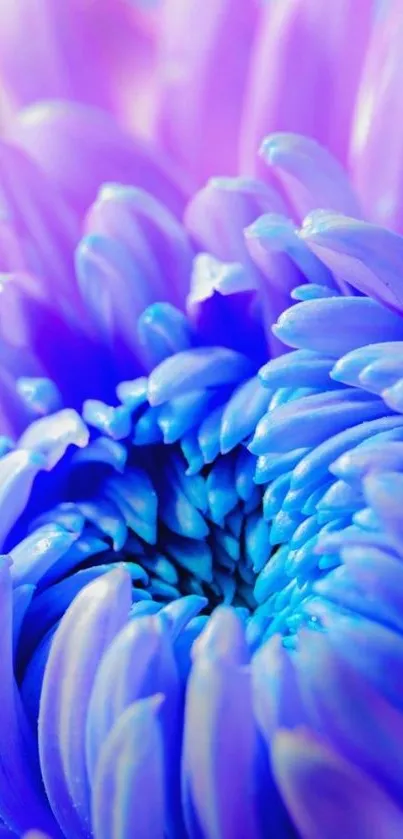 Close-up of a vibrant blue chrysanthemum flower with purple petals.