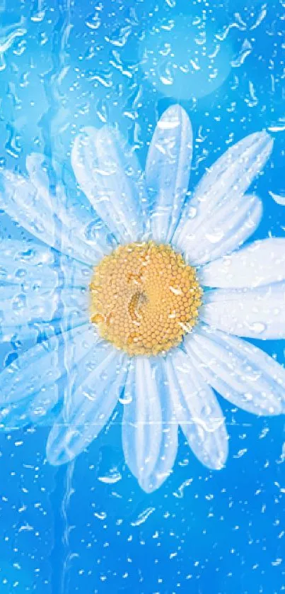 A fresh white daisy with water droplets on a vibrant blue background.