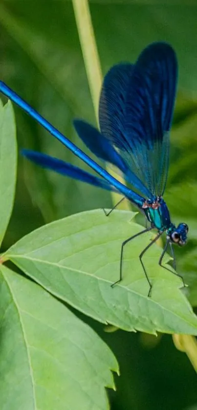 A vibrant blue dragonfly resting on lush green leaves.