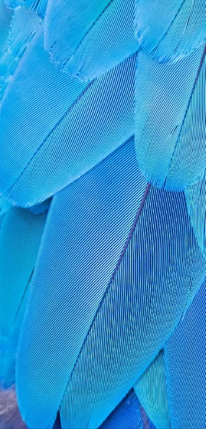 Blue feather texture wallpaper for mobile, showcasing vibrant colors.