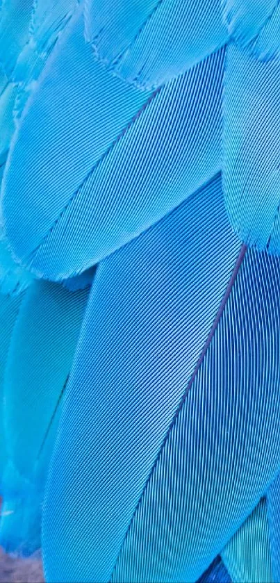 Close-up of vibrant blue feather texture wallpaper.