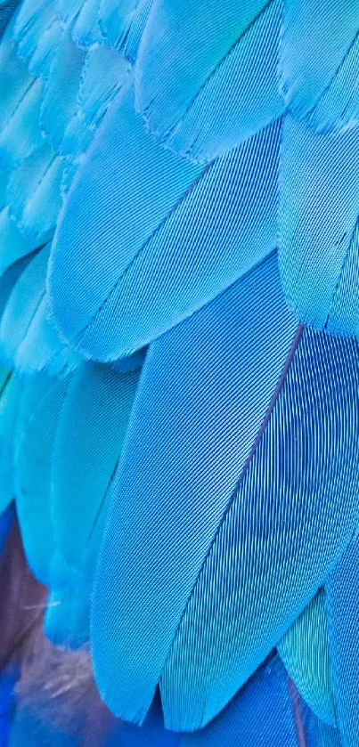 Close-up of vibrant blue feathers with a detailed texture.