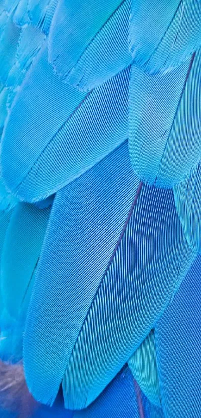 Close-up of vibrant blue feathers creating a textured and elegant design.