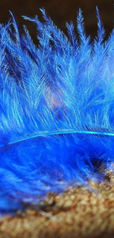 Vibrant blue feather close-up wallpaper.