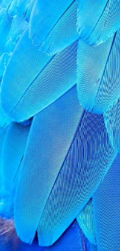 Close-up of vibrant blue feather texture in detailed patterns.