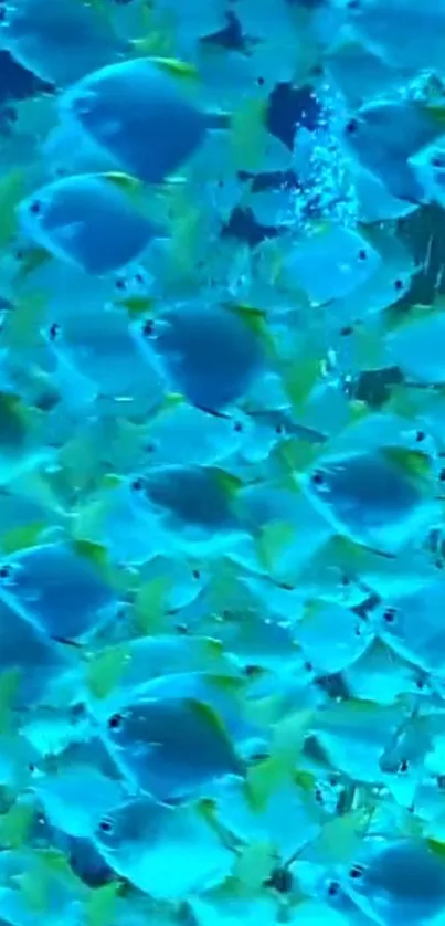 Vibrant school of blue fish swimming in the ocean, perfect for mobile wallpaper.