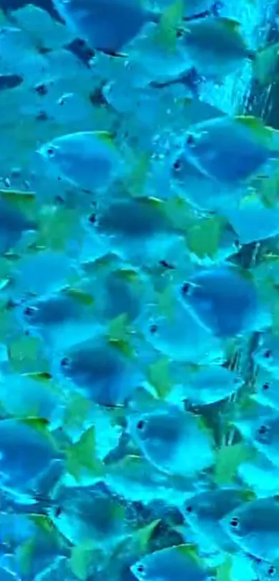 A vibrant school of blue fish swimming underwater, creating a tranquil wallpaper.