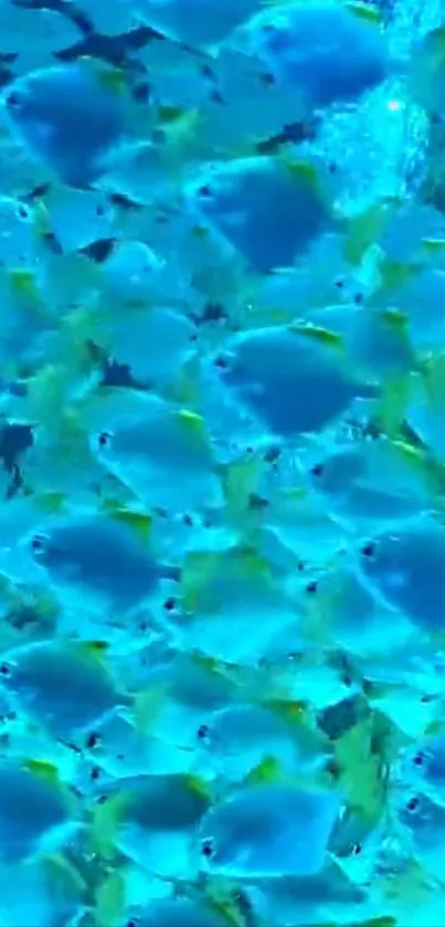 Vibrant blue fish pattern with cyan hues.