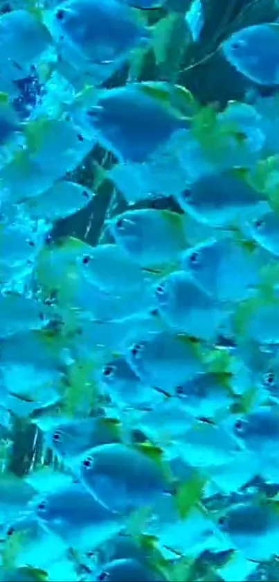 Vibrant school of blue and yellow fish swimming.