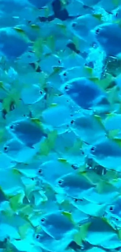 Vibrant school of blue fish in a serene underwater setting.