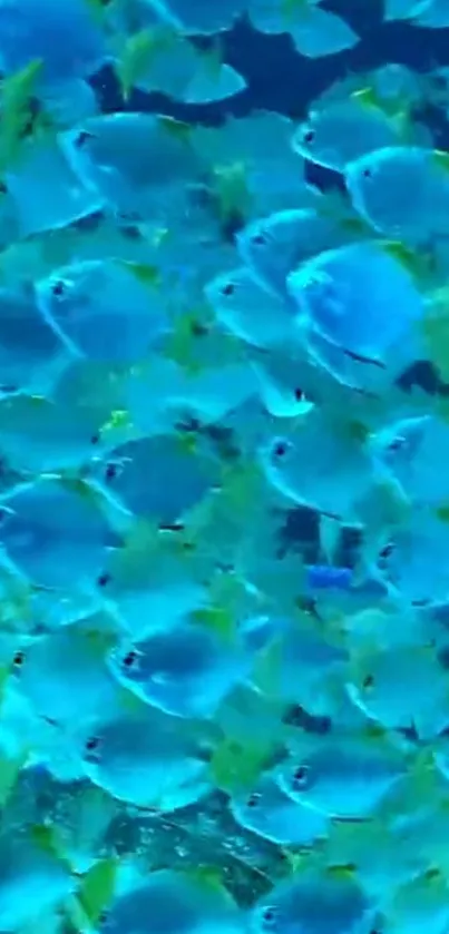 Vibrant school of blue fish swimming in ocean.