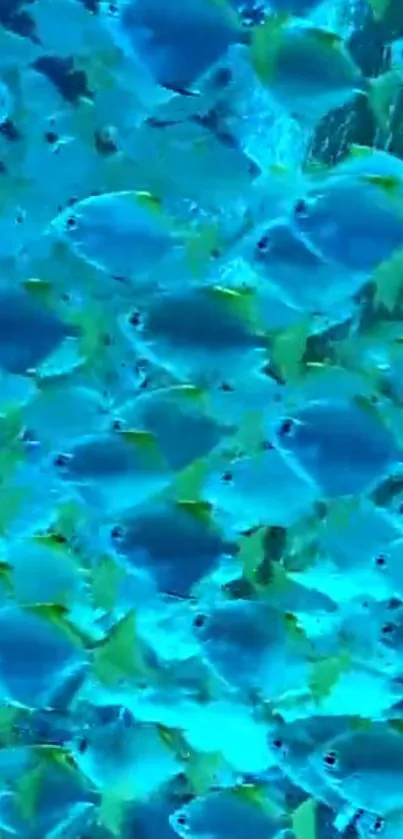 School of blue fish creates vibrant underwater wallpaper.