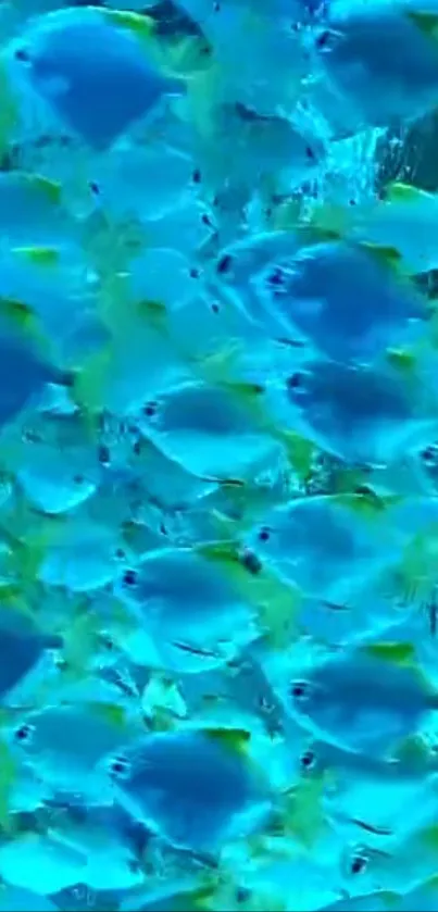 A vibrant school of blue fish swimming in the ocean.