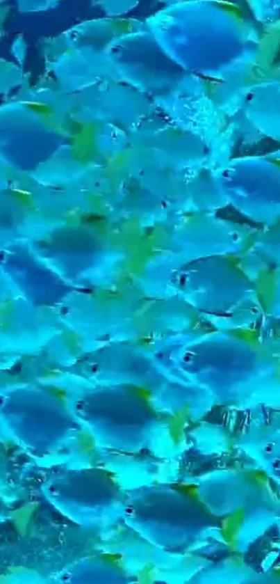 School of vibrant blue fish in tranquil underwater setting.