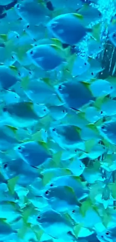 Vibrant school of blue fish swimming together in an aquatic setting.