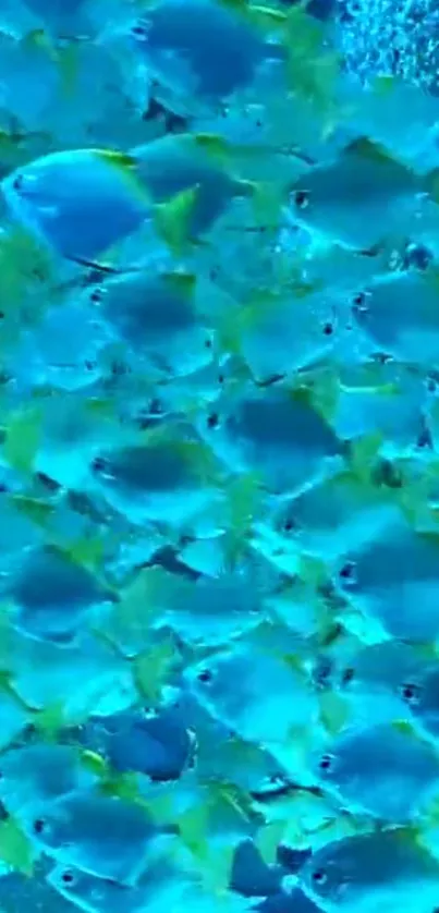 Vibrant blue fish school creating dynamic marine wallpaper.