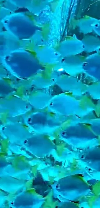 A school of vibrant blue fish swimming in ocean waters, creating a serene scene.