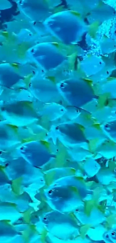 A vibrant school of blue fish swimming together underwater.