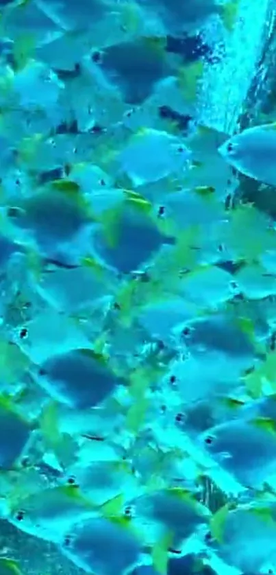 A vibrant school of blue fish creating an aquatic scene.