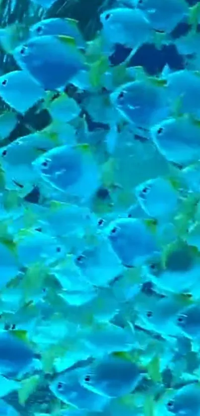 Vibrant school of blue fish swimming underwater in the ocean.