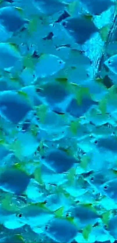 Vibrant school of blue fish swimming in unison, creating a stunning aquatic scene.