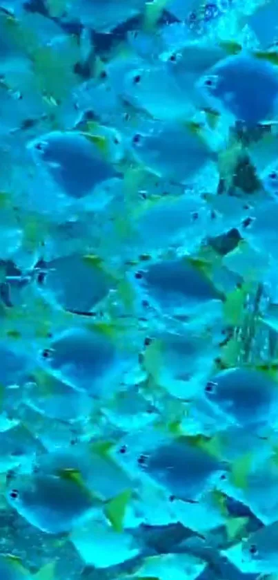 Swarm of vibrant blue fish swimming underwater.