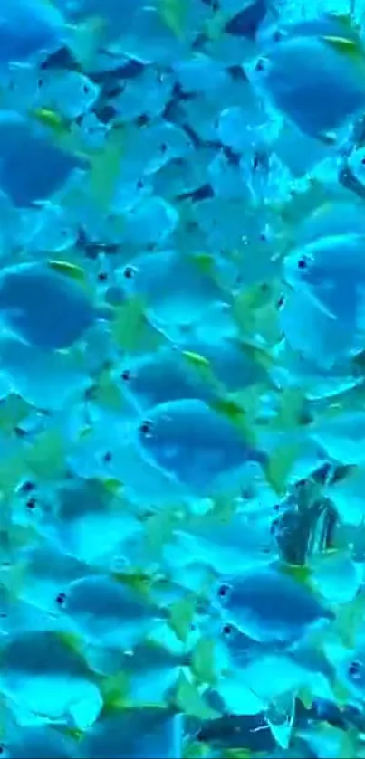 Vibrant blue fish swarm in ocean wallpaper.