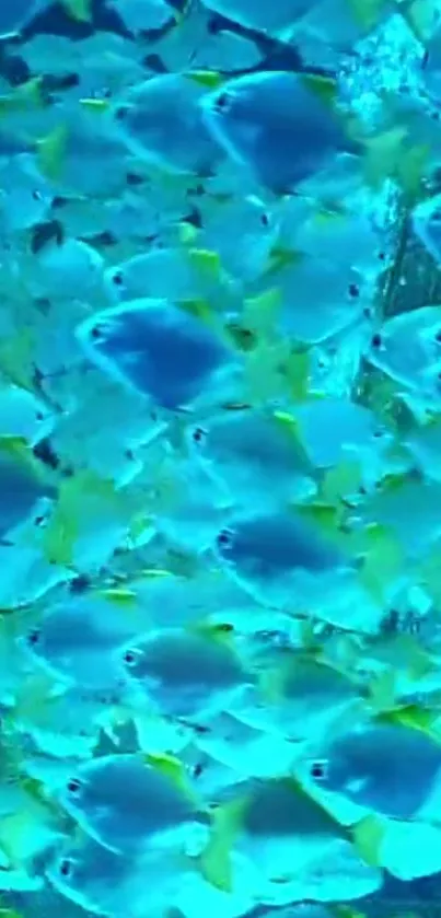 Vibrant swarm of blue exotic fish underwater.