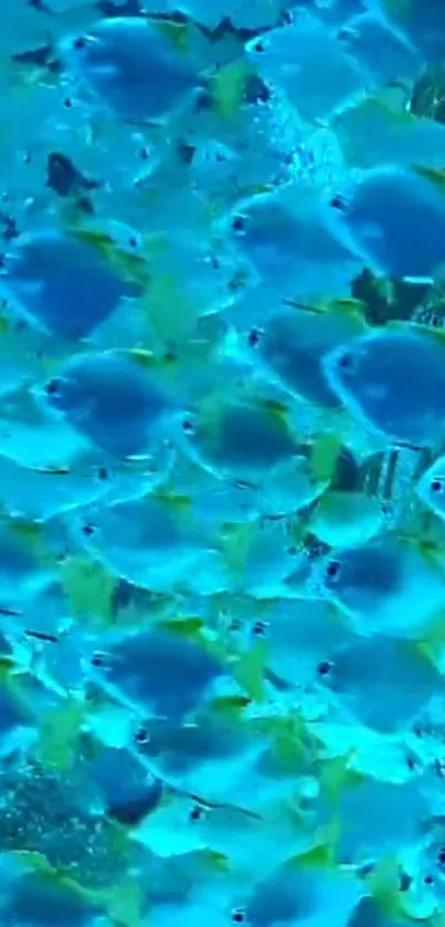 A vibrant swarm of blue fish in the ocean, creating a lively underwater scene.