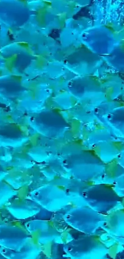 A vibrant swarm of blue fish underwater showcasing marine life.