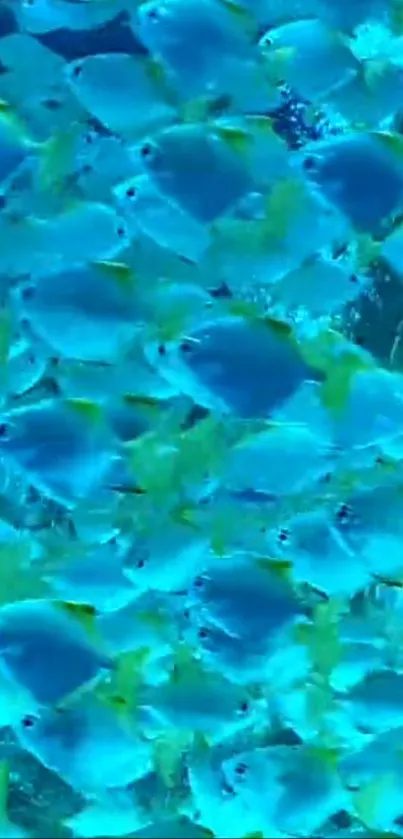 Vibrant blue fish swarm in underwater scene wallpaper.